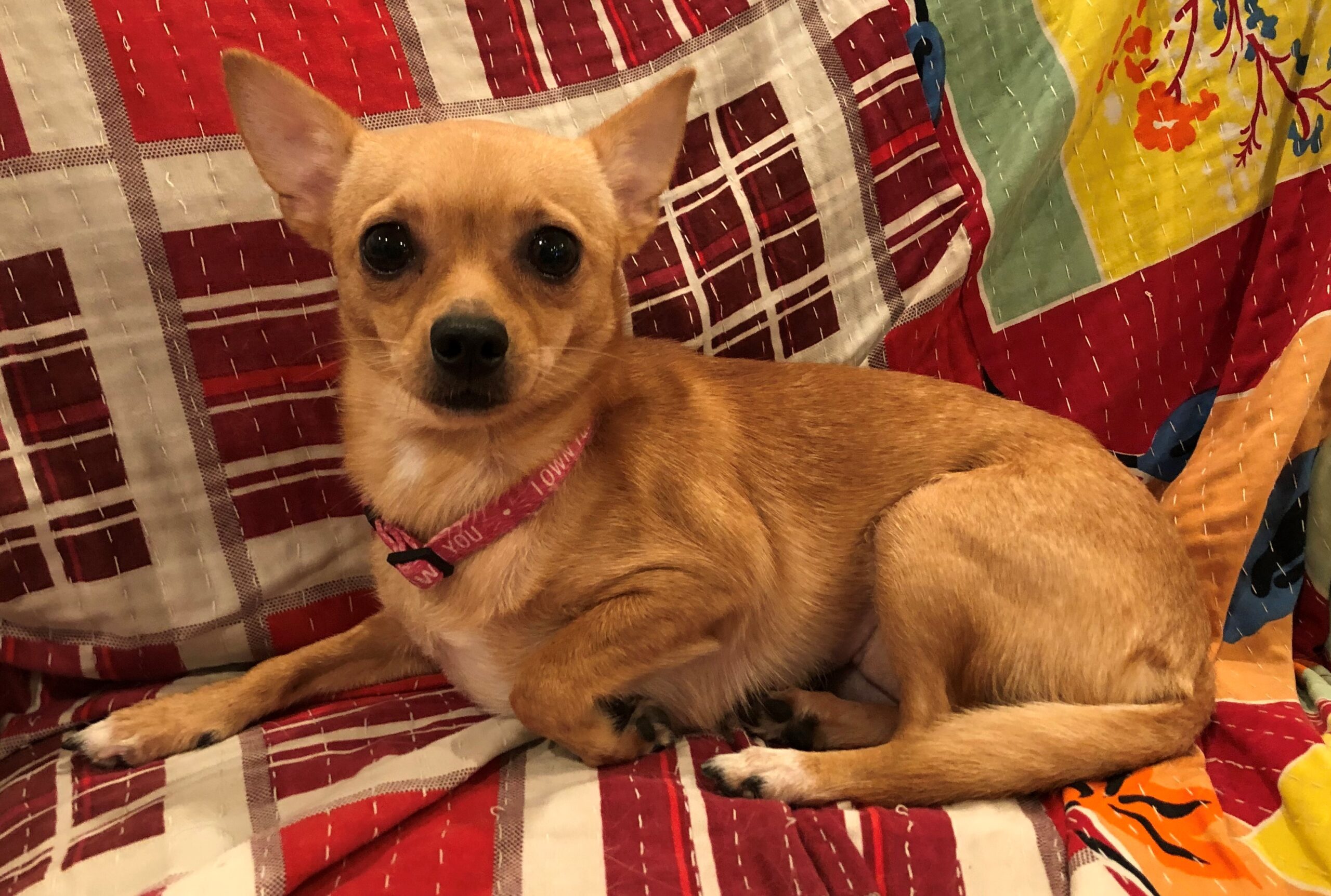 Canela 4