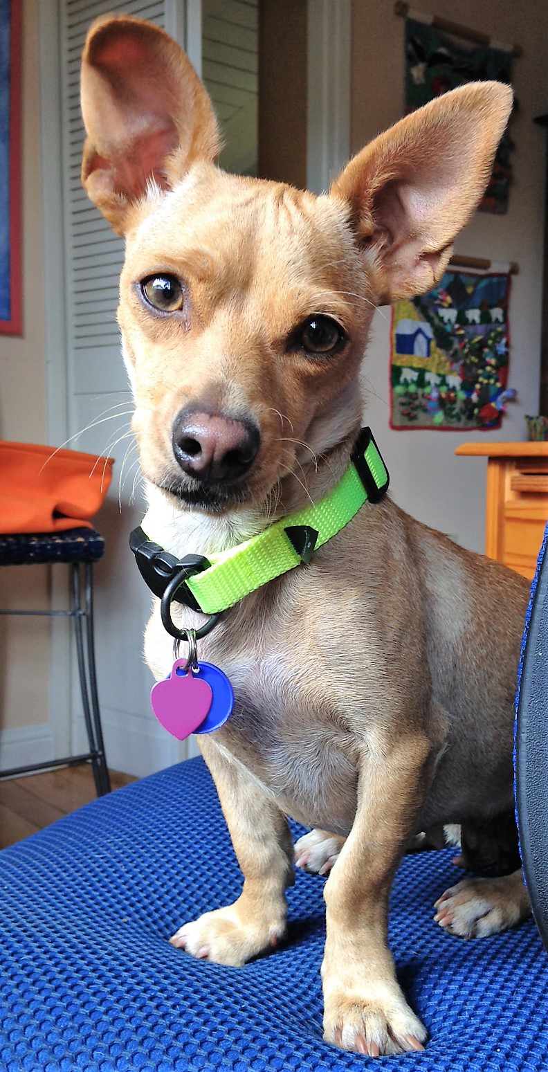 Celeste small dog