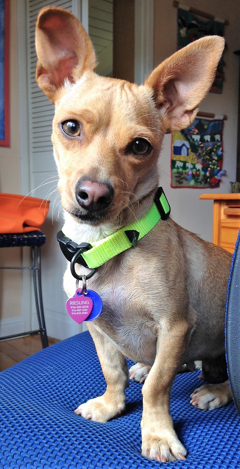Celeste small dog