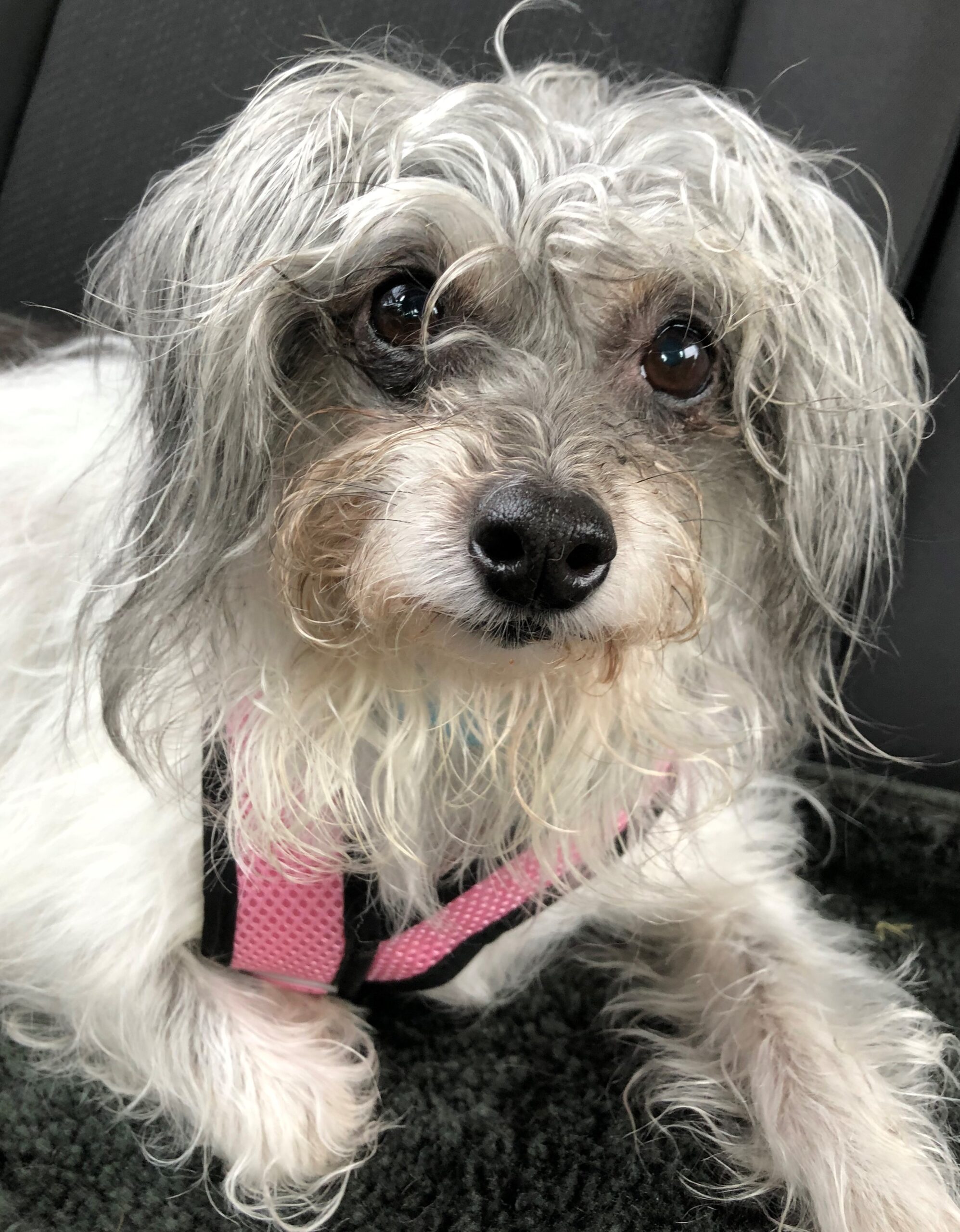 Leah rescue dog
